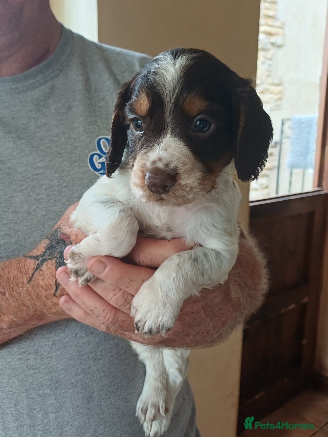 Cocker Spaniel dogs for sale: Working cocker spaniel pups  - Image 7