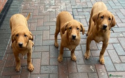 Labrador Retriever dogs for sale: Health Tested Working Labradors  - Image 25