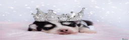 Pomsky dogs for sale: 5 girls and 3 boys are searching for 5 star homes - Advert 12