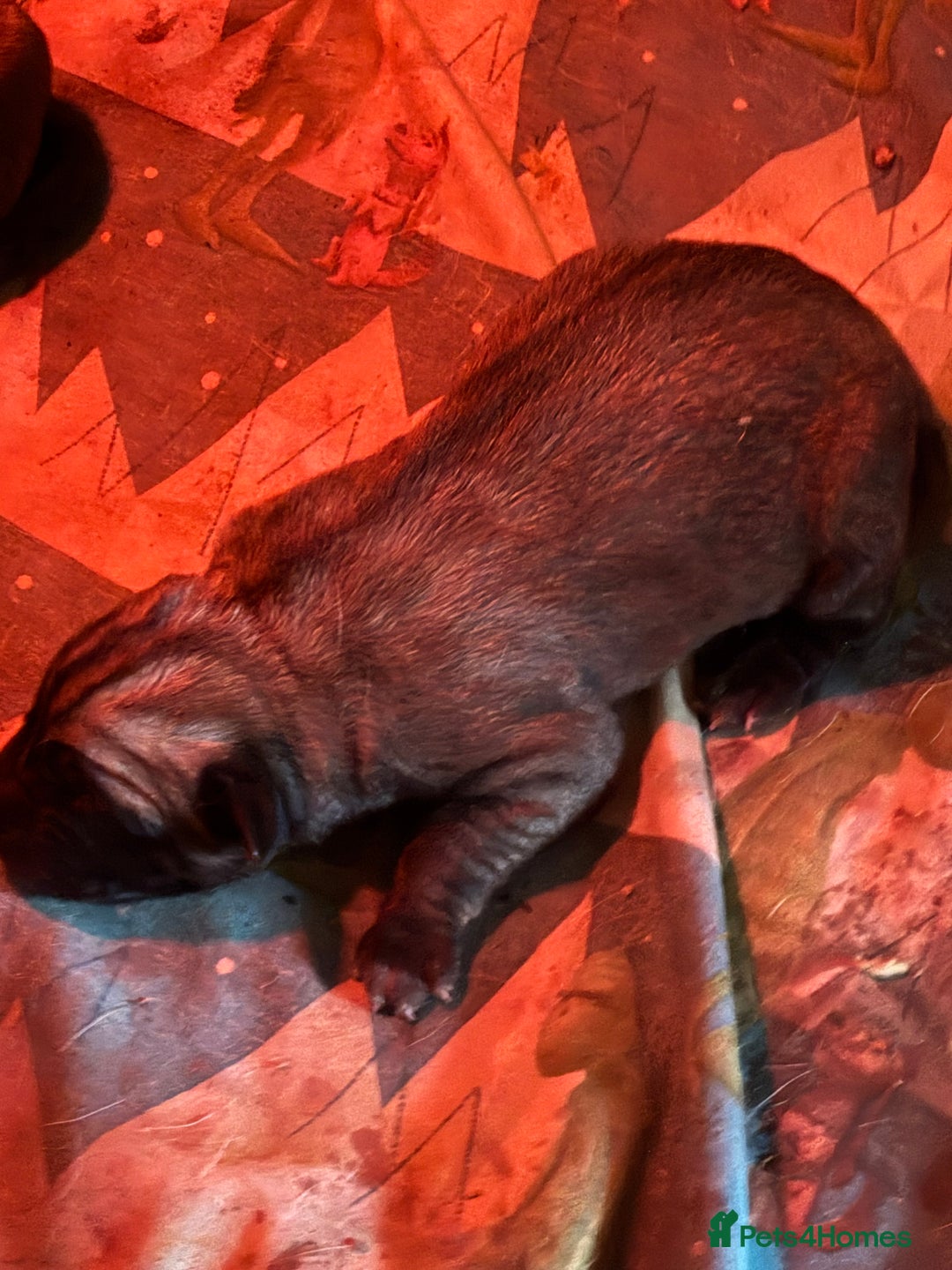 Anatolian Shepherd dogs for sale: Beautiful litter of stunning puppy’s  - Advert 7