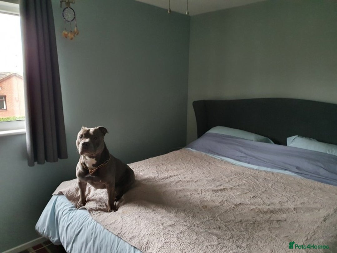 Staffordshire Bull Terrier dogs for stud: Stud for breeding in Ilkeston - Advert 4