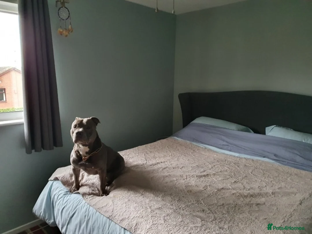 Staffordshire Bull Terrier dogs for stud: Stud for breeding in Ilkeston - Advert 4