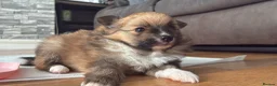 Pomeranian dogs for sale: 1 beautiful pomeranian boy  - Advert 34