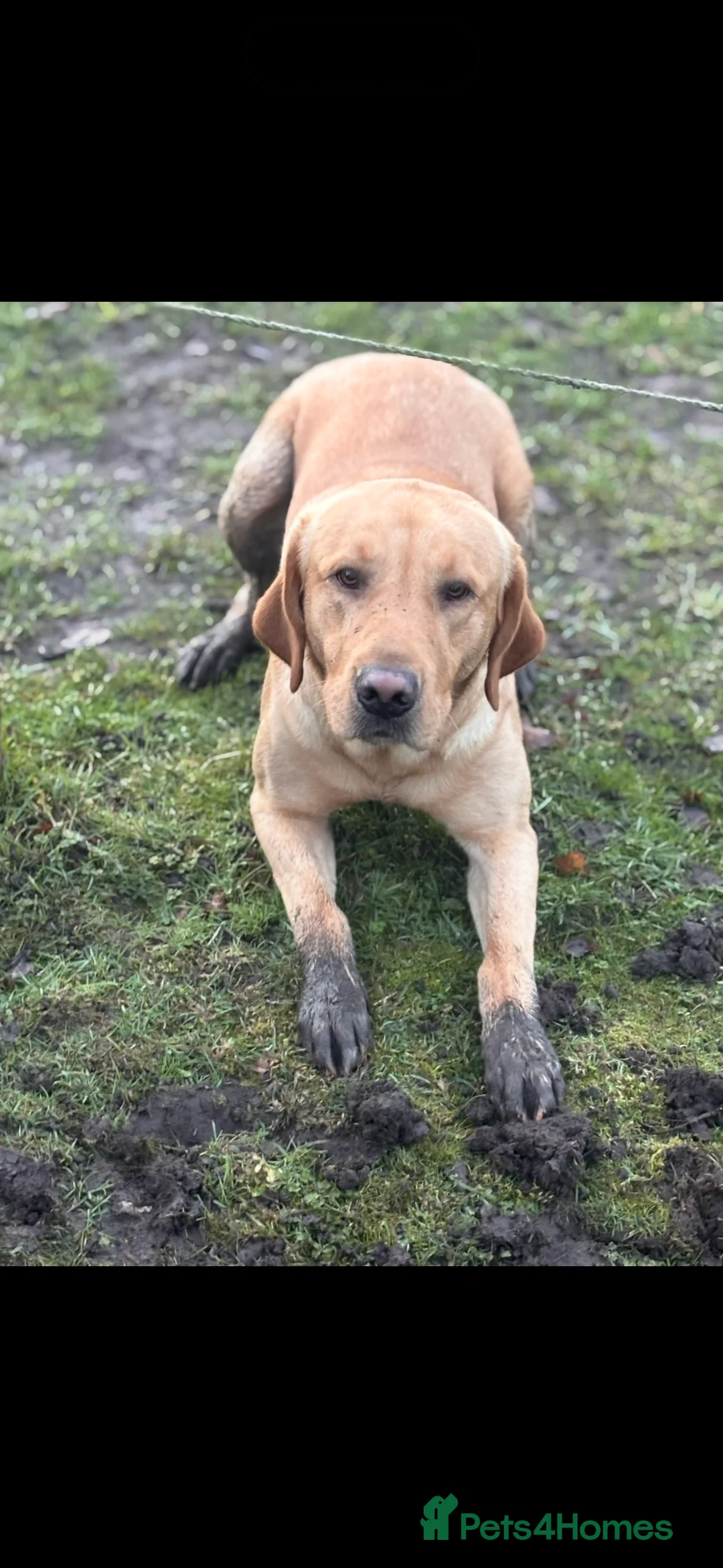 Labrador Retriever dogs for sale: Beautiful golden lab boy - Advert 5