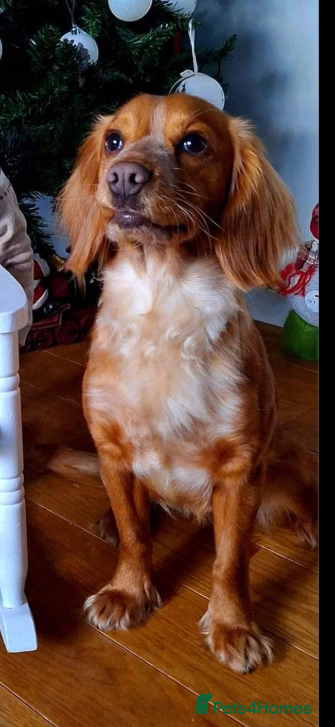 Mixed Breed dogs for sale: Cocker x Kelpie Puppies - Advert 1