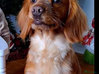 Mixed Breed dogs Cocker x Kelpie Puppies - Advert 2