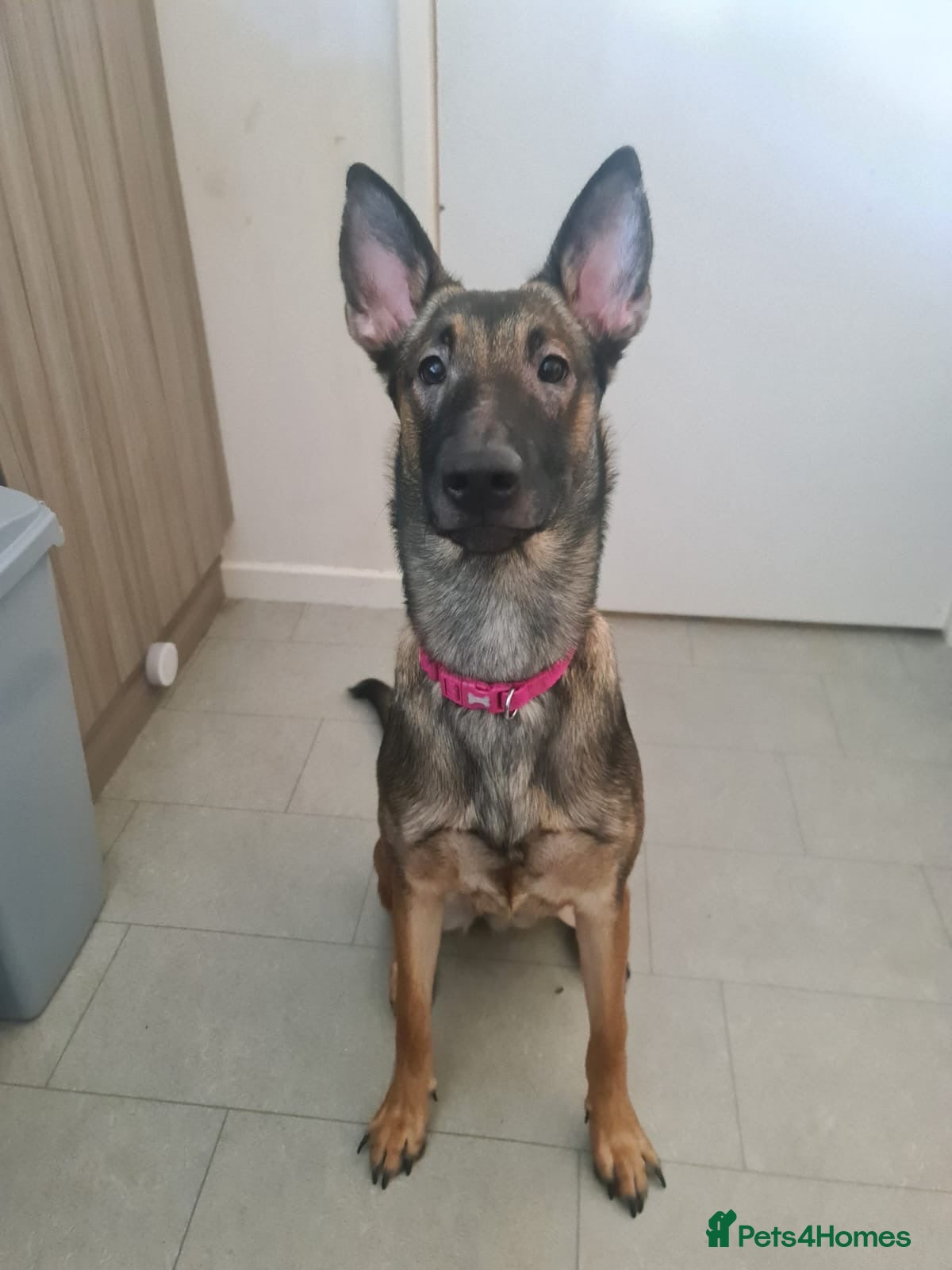 Belgian Shepherd Dog dogs Free to a good home - Advert 1