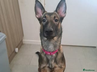 Belgian Shepherd Dog dogs Free to a good home - Advert 1