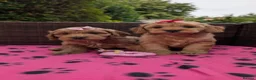 Cockapoo dogs for sale: DNA Clear F1 Red Toy Cockapoo Puppies  - Advert 10