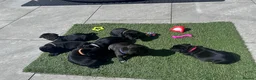 Staffordshire Bull Terrier dogs for sale: Beautiful Staffordshire bull terrier boy - Advert 6