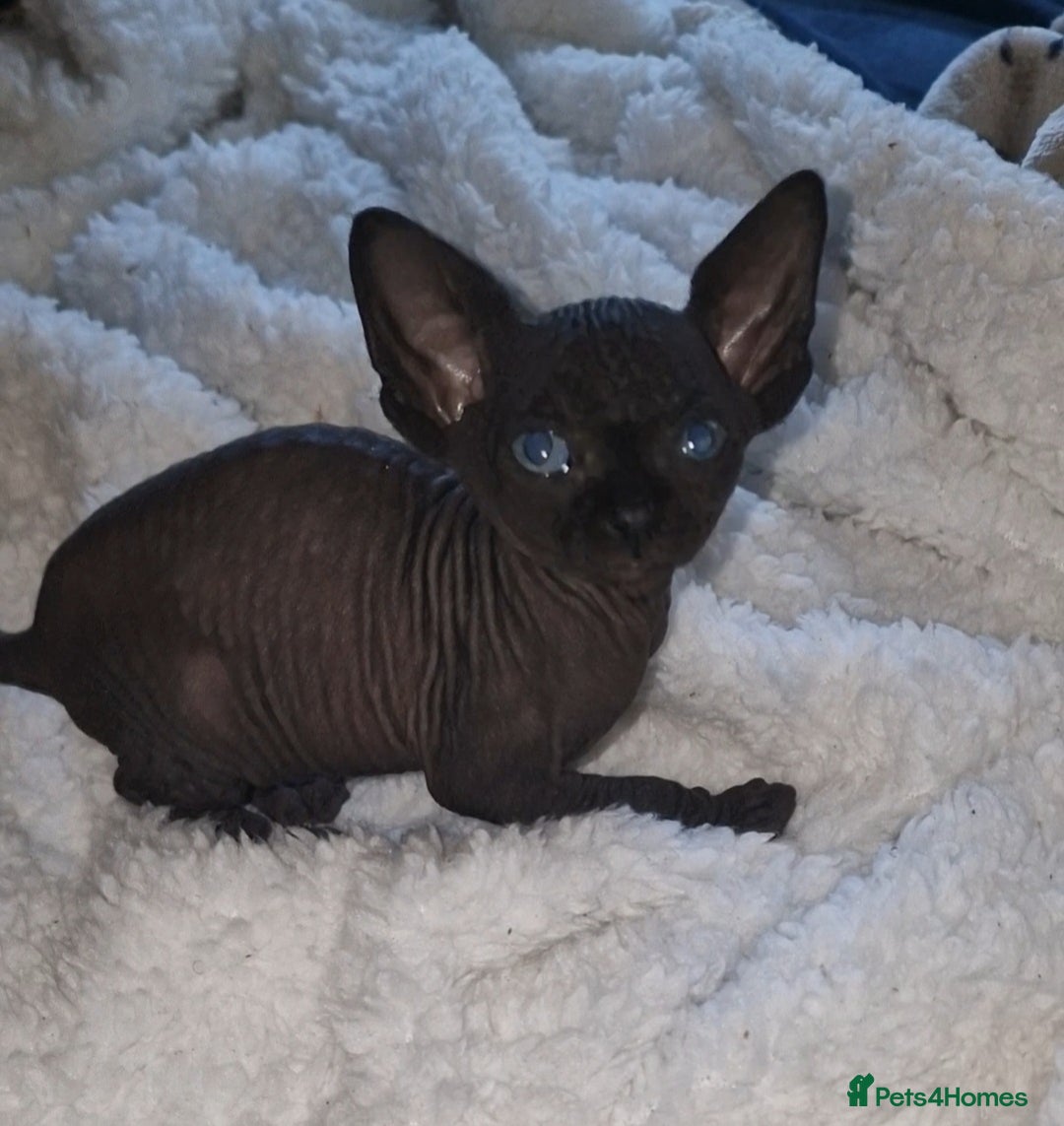 Sphynx cats for sale: Beautiful Canadian Sphynx kittens purebreed  - Image 16