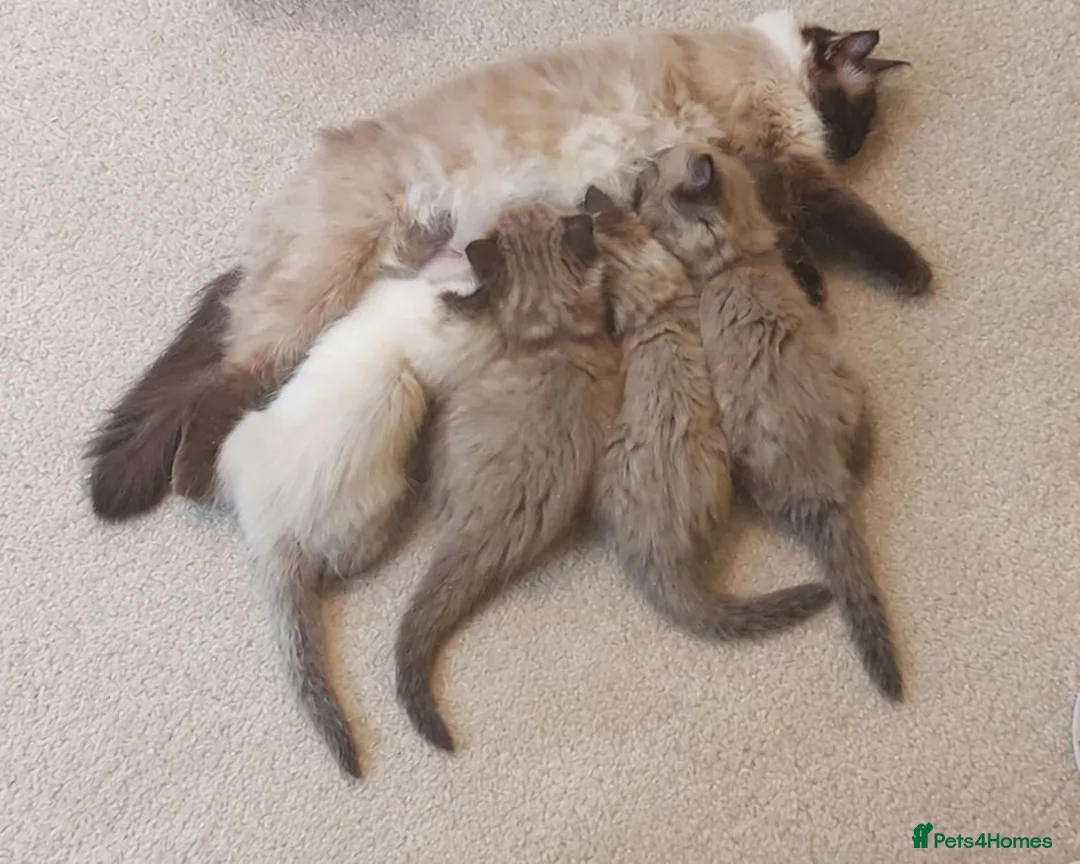 Ragdoll cats for sale: Purebred Traditional & Cherubim (Mink) Ragdolls - Advert 2