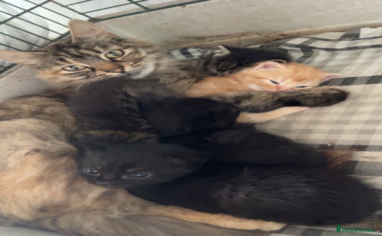 Mixed Breed cats - Advert 2