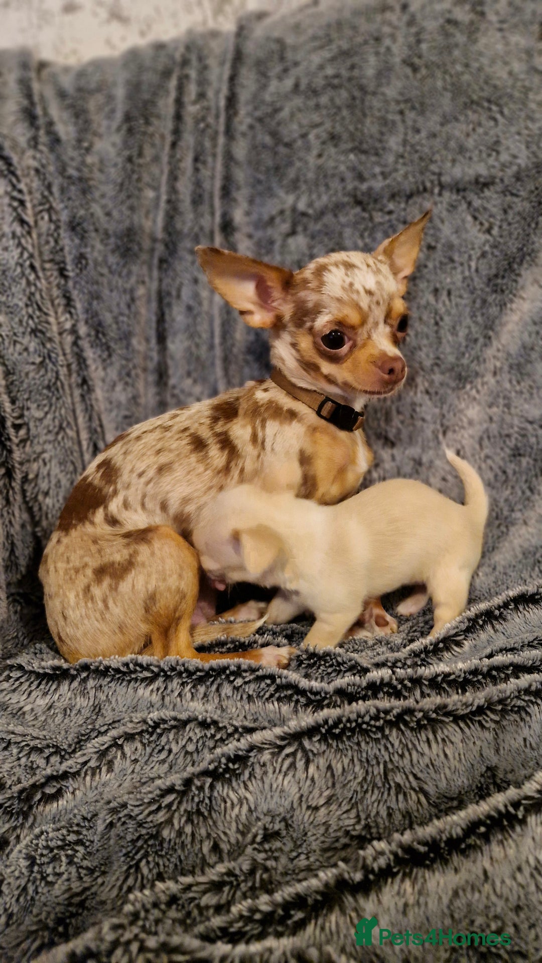 Chihuahua dogs for sale: 🐶READY TO LEAVE🐶 LAST ONE Tiny Chihuahua Puppies - Advert 7