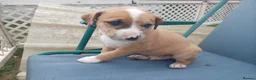 Mixed Breed dogs for sale: Lurcher bull puppies for sale - Advert 18