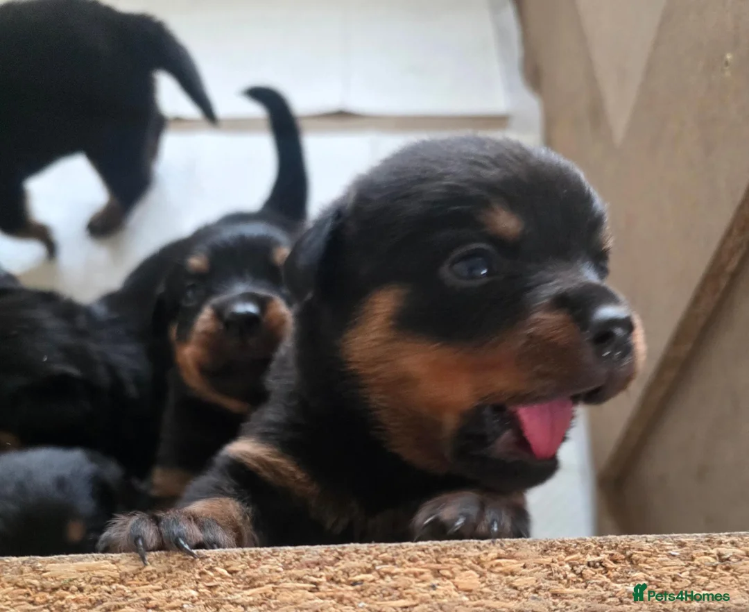 Rottweiler dogs for sale: Stunning Rottweilers - Advert 29
