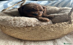 Cavapoo dogs for sale: SUPER EXTENSIVELY HEALTH TESTED 200+ DNA CLEAR 🐶 - Advert 6