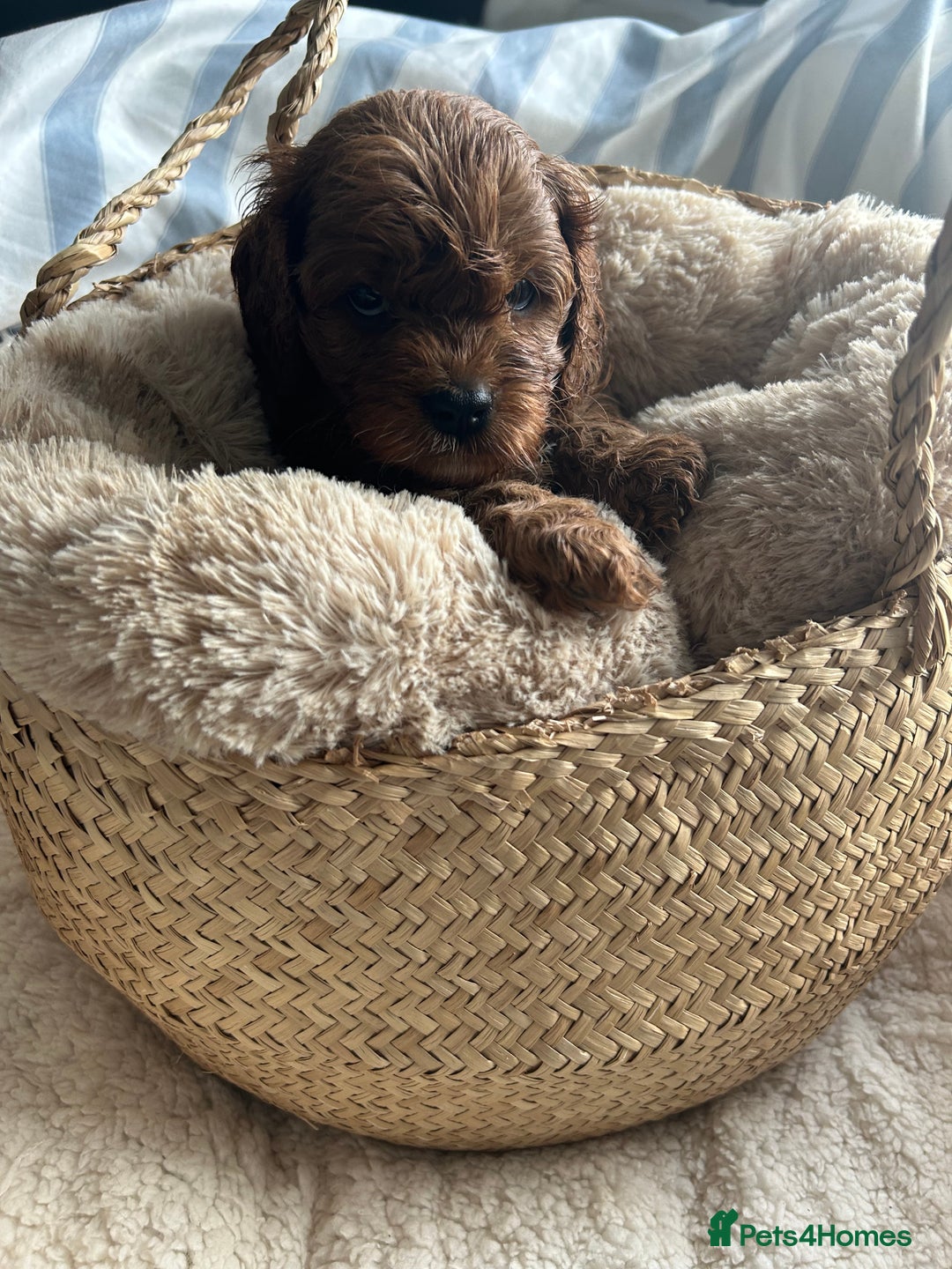 Cavapoo dogs for sale: SUPER EXTENSIVELY HEALTH TESTED 200+ DNA CLEAR 🐶 - Advert 6