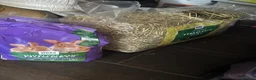 New Zealand rabbits for sale: Female rabbit  - Advert 7