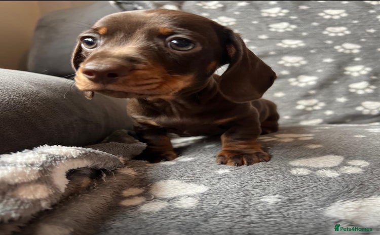 Miniature Dachshund dogs - Advert 3