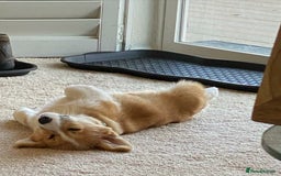 Welsh Corgi Pembroke dogs for sale: Welsh Corgi Pembroke Puppy - Image 3