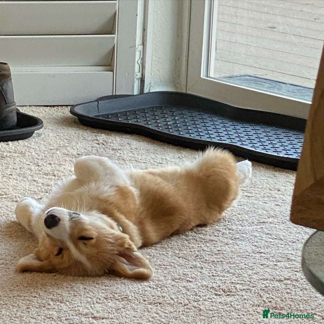 Welsh Corgi Pembroke dogs for sale: Welsh Corgi Pembroke Puppy - Image 3