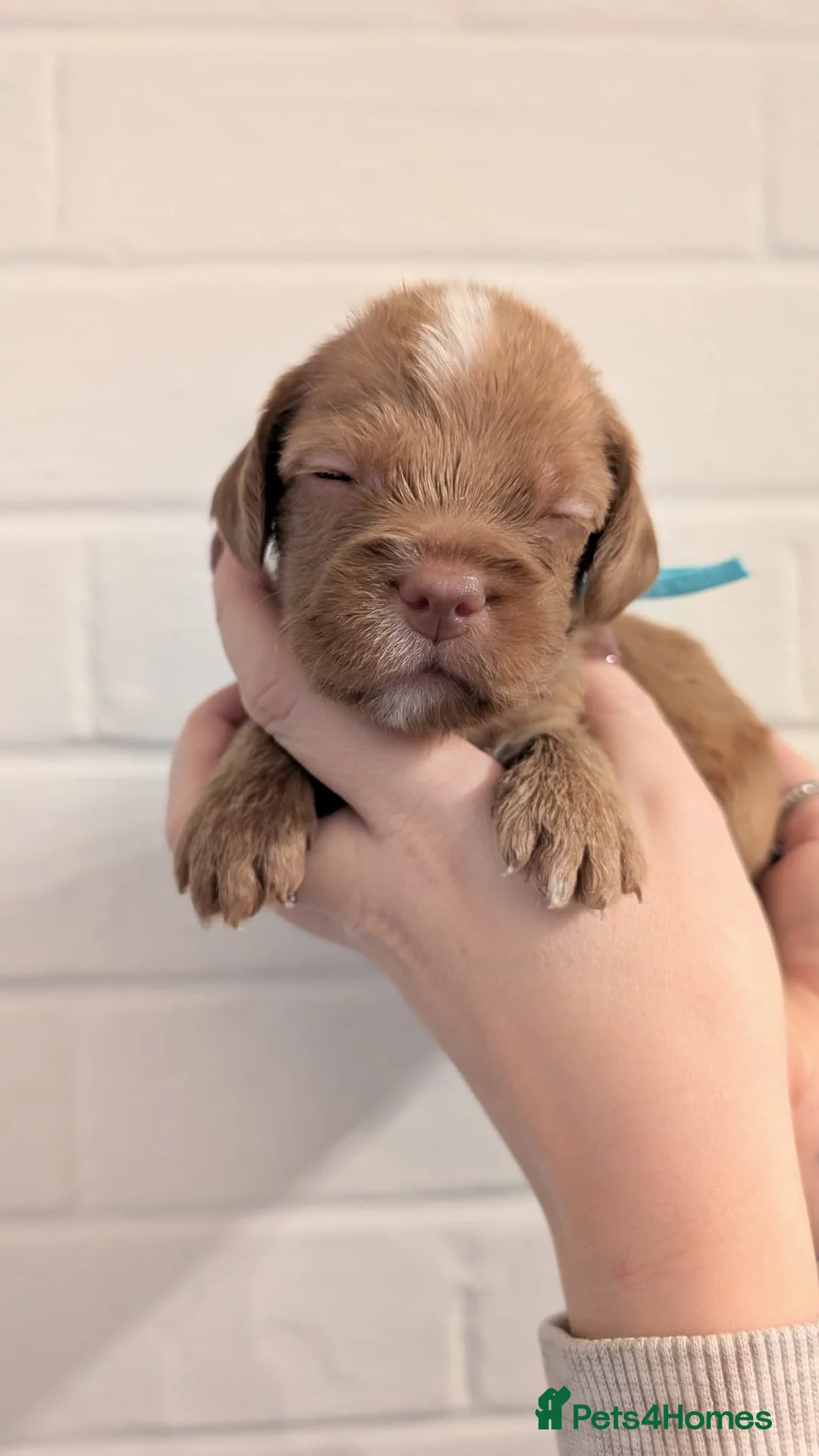 Cockapoo dogs for sale: Cockapoo puppies - Advert 21