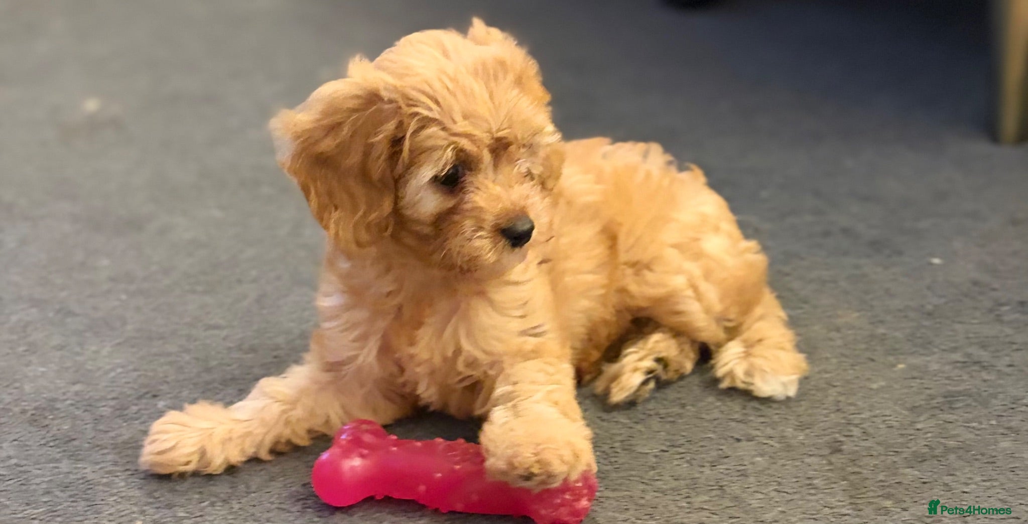 Cavapoo dogs Fox red cavapoo cuties  - Advert 2