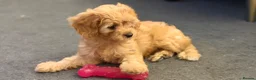 Cavapoo dogs for sale: Fox red cavapoo cuties  in Dartford - Advert 2