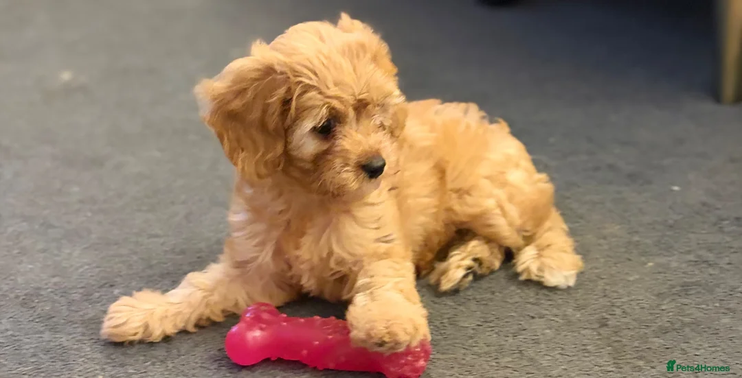Cavapoo dogs for sale: Fox red cavapoo cuties  in Dartford - Advert 2