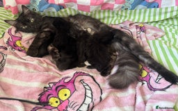Domestic Shorthair cats for sale: 1 short hair, 3 semi long hair domestic kittens. - Image 9