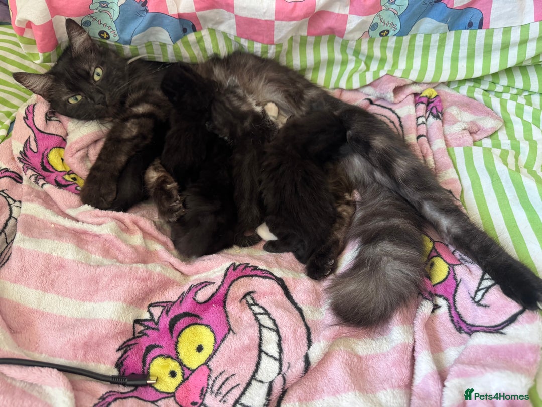 Domestic Shorthair cats for sale: 1 short hair, 3 semi long hair domestic kittens. - Image 9