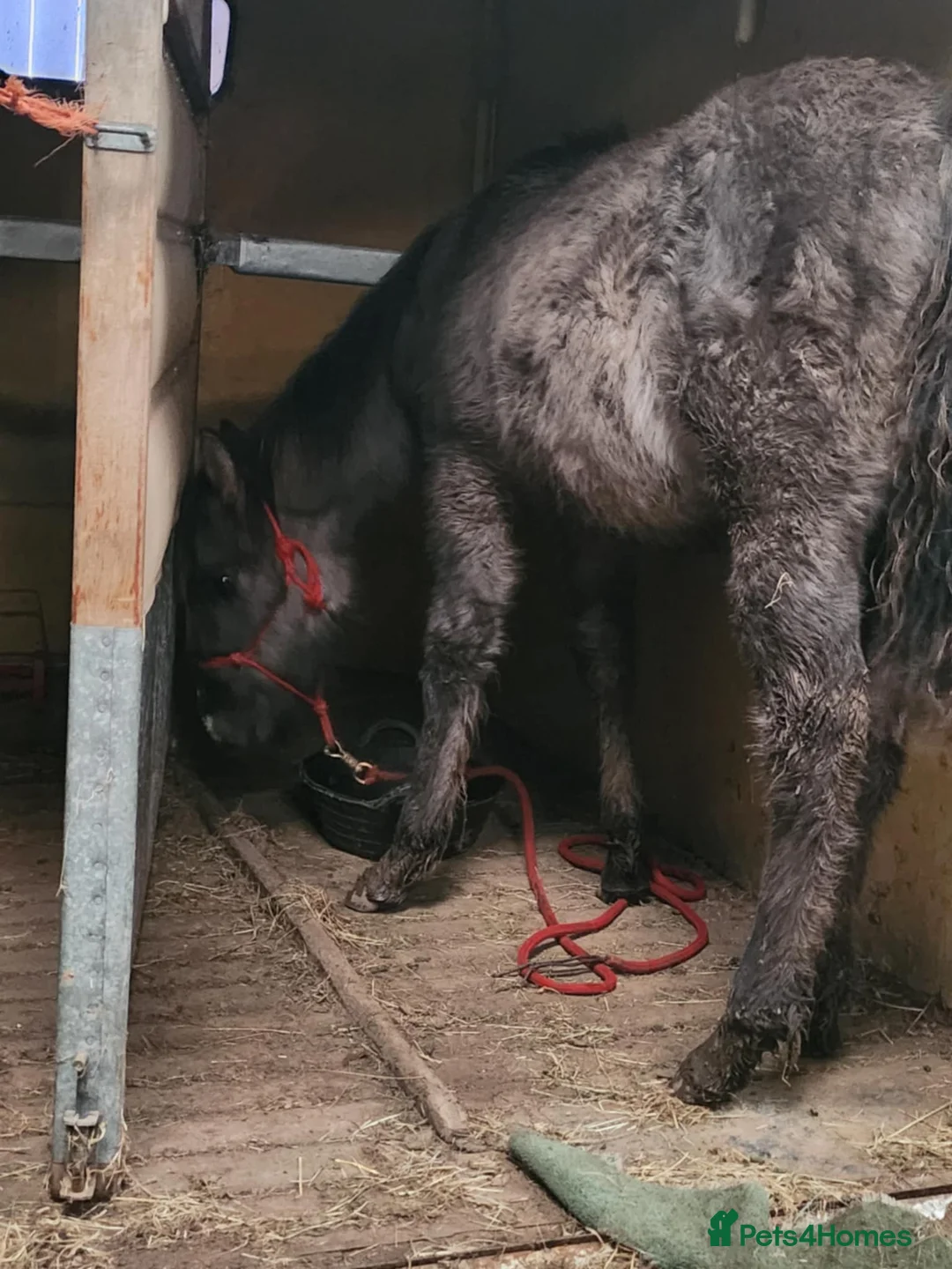 American Quarter horses for sale: Striking Colt foal - Advert 5