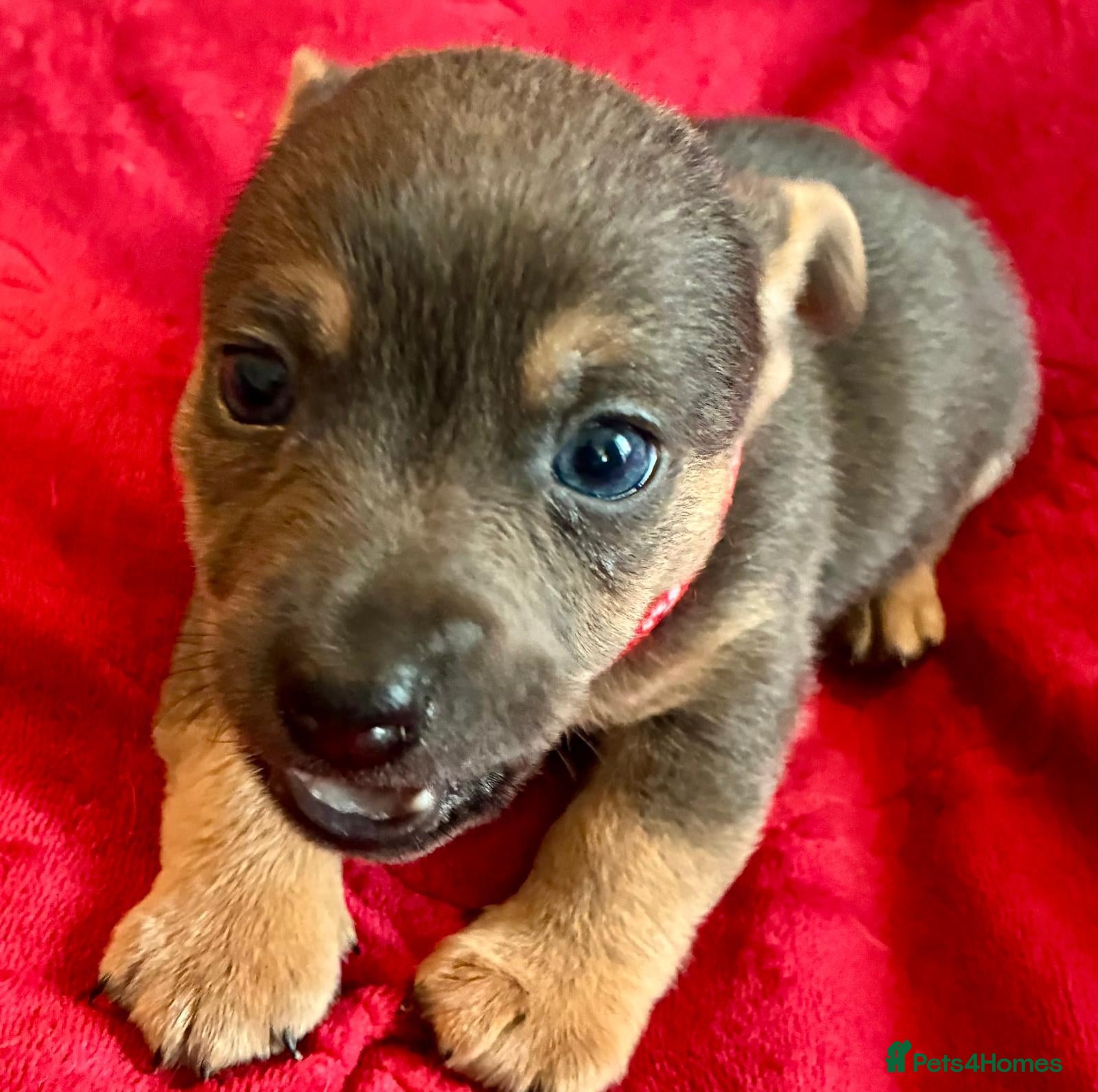 Jack Russell dogs Beautiful, miniature Much Wenlock Jack Ru - Advert 2