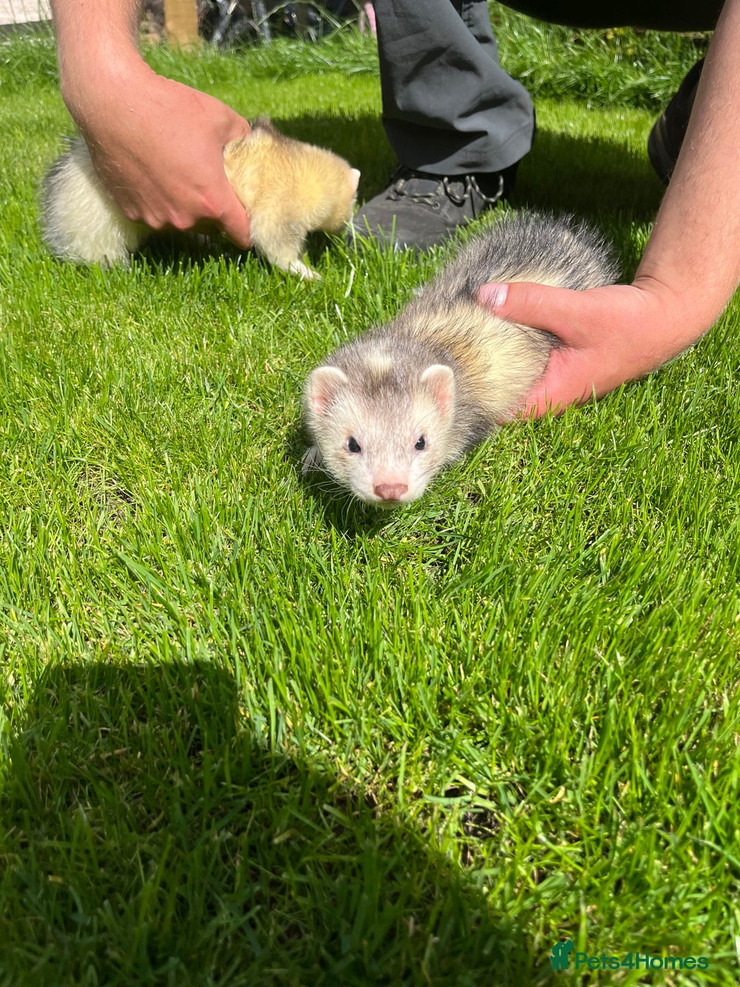 Ferret rodents for sale: 3 X FREE HOB KITS - Image 5
