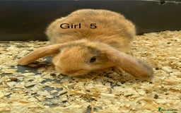 Mini Lop rabbits for sale: Mini lop bunnies  - Image 6
