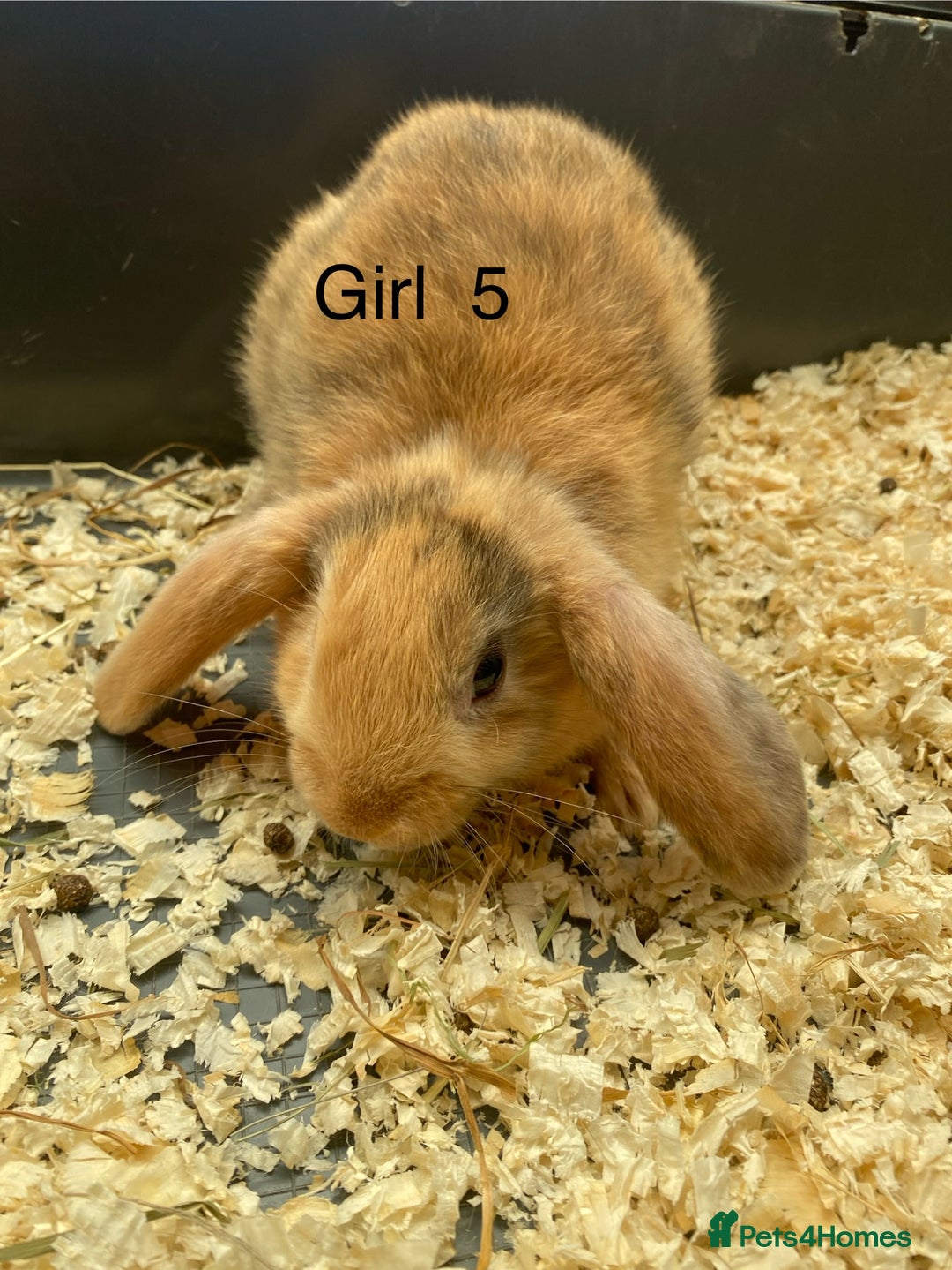 Mini Lop rabbits for sale: Mini lop bunnies  - Image 6