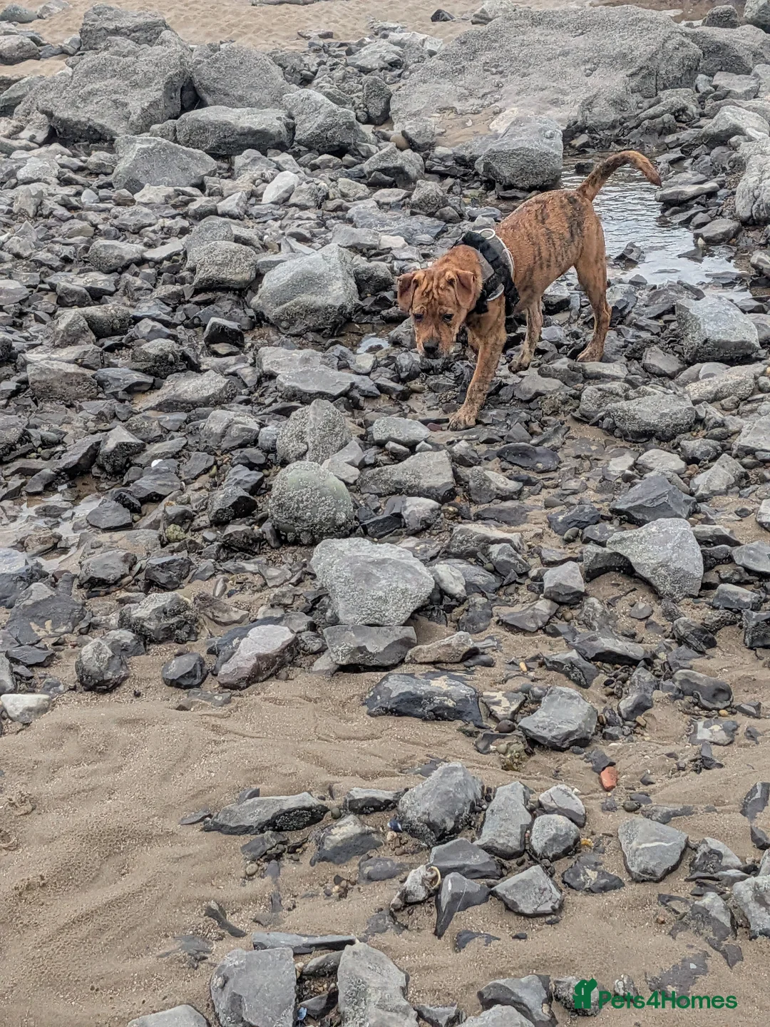 Mixed Breed dogs for sale: Male year old cross bulldog  - Advert 2
