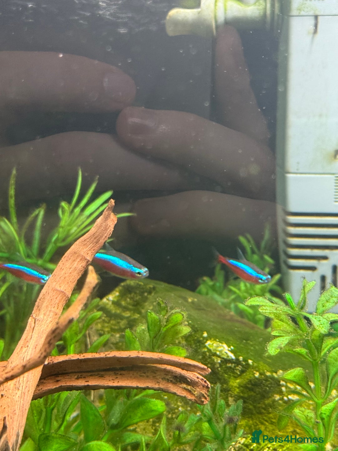 Shrimps fish for sale: Rehome fish - Image 4