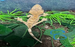 Gecko reptiles for sale: Baby crested geckos Birmingham - Advert 8