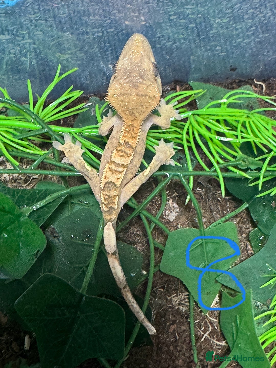 Gecko reptiles for sale: Baby crested geckos Birmingham - Advert 8