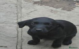 Labrador Retriever dogs for sale: 2 Amazing Black Labrador Girls - Image 2