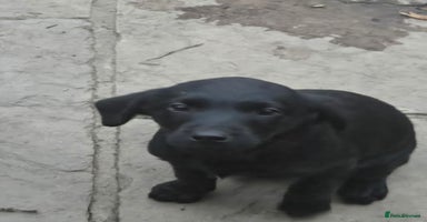 Labrador Retriever dogs - Advert 2