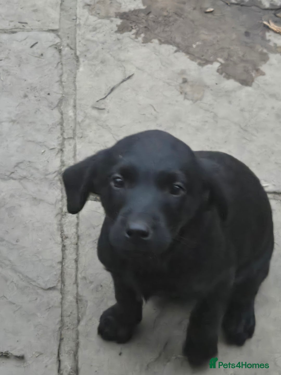 Labrador Retriever dogs for sale: 2 Amazing Black Labrador Girls - Image 2