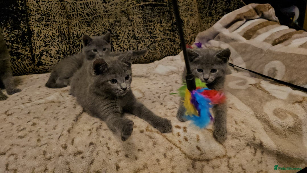 Russian Blue cats for sale: **TICA full pedigree Russian Blue kittens - Advert 14