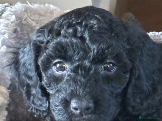 Mixed Breed dogs Sprockerpoo x cockerpoo pups - Advert 17