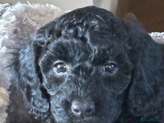 Mixed Breed dogs Sprockerpoo x cockerpoo pups - Advert 13