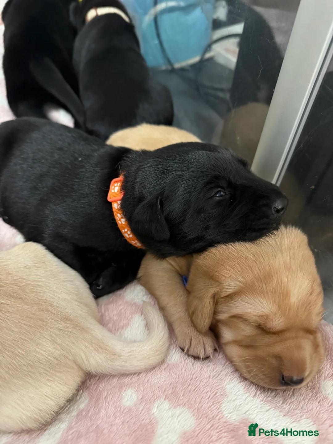Labrador Retriever dogs for sale: KC Registered Labrador Retriever Puppies - Advert 8