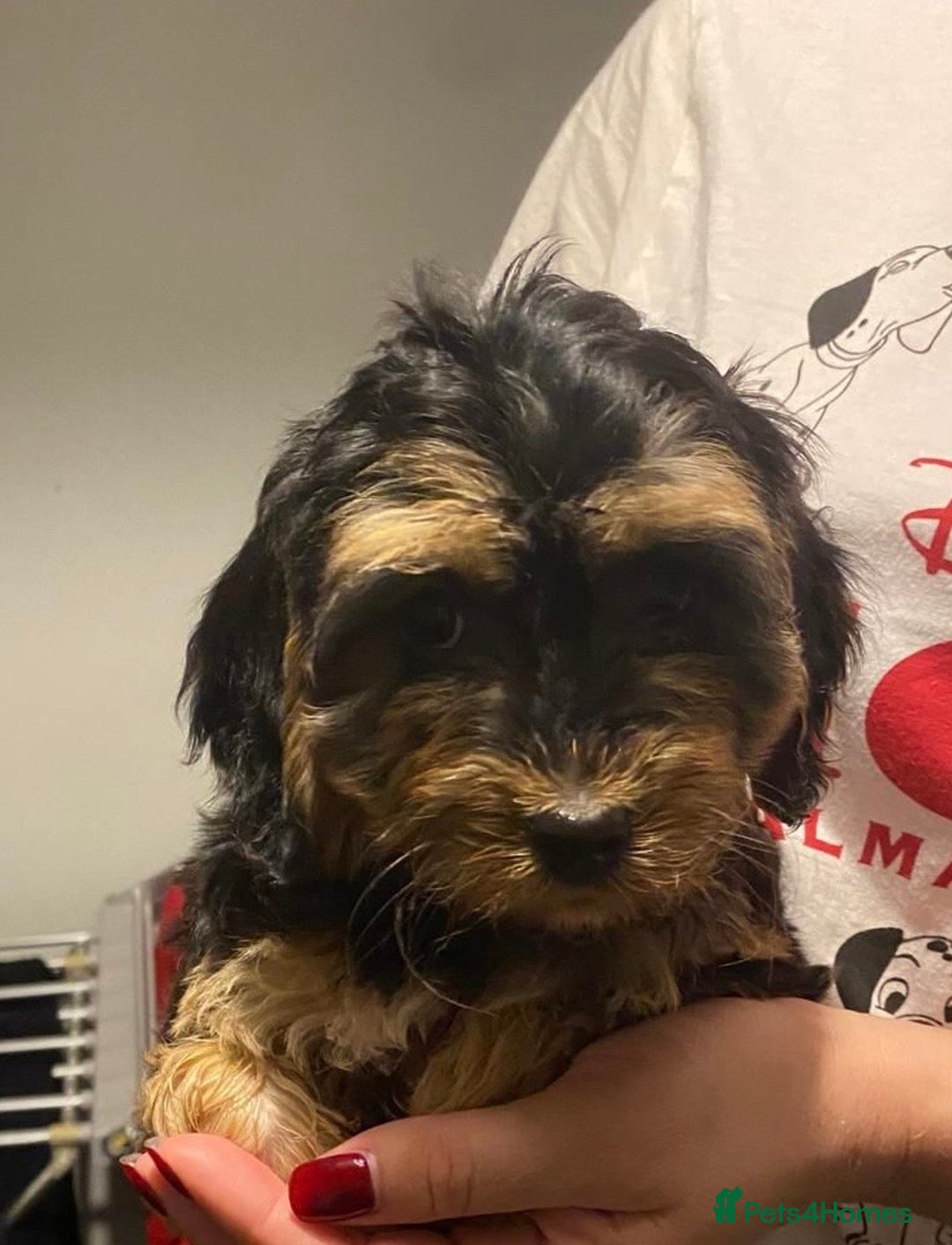 Cockapoo dogs for sale: ADORABLE COCKAPOO PUPPIES  - Advert 8