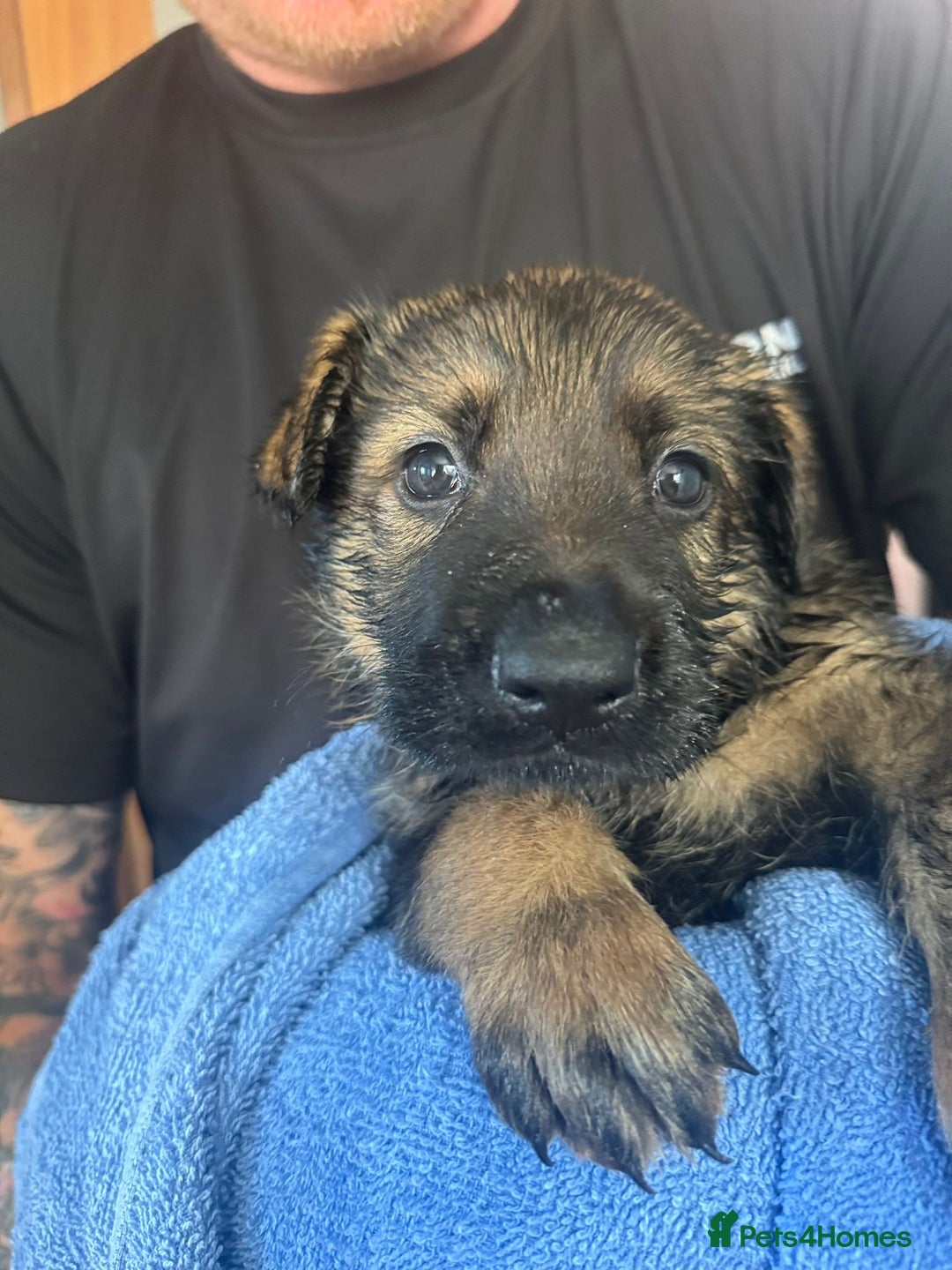 German Shepherd dogs for sale: Beautiful chunky German shepherd puppies - Image 2